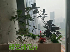 大型植物