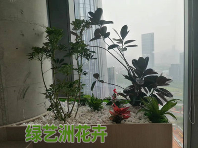 大型植物