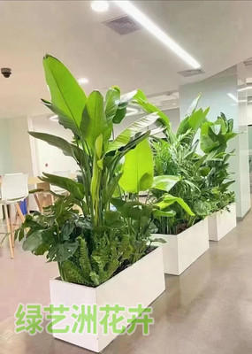 大型植物