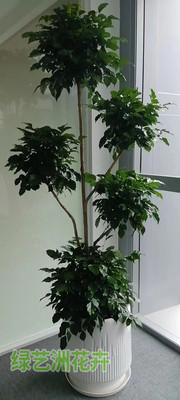 大型植物