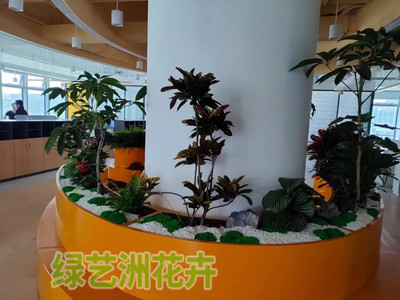 大型植物