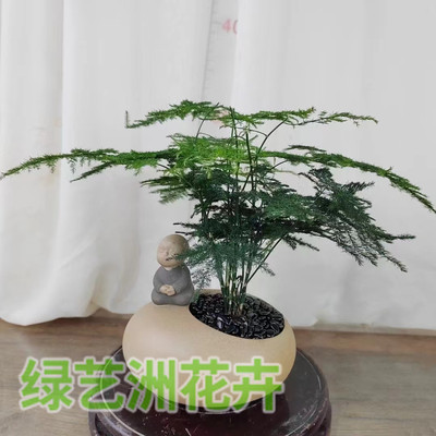 小型植物