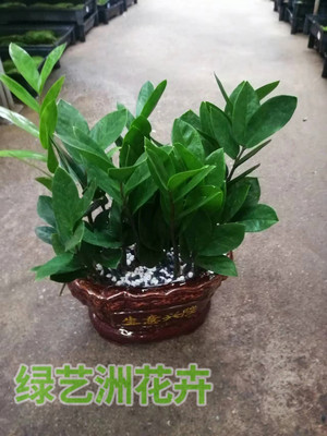 小型植物