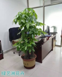 大盆三枝发财树