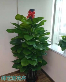 大盆绿萝柱