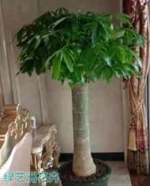 大号单杆发财树